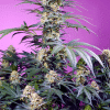sweetseeds monstermaker