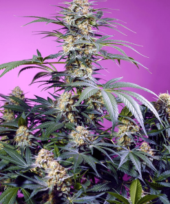 sweetseeds monstermaker