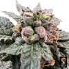 bro science the grateful seeds