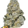 fastbuds lemonpaya