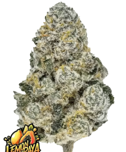fastbuds lemonpaya