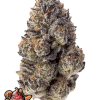 fastbuds papayasherbet