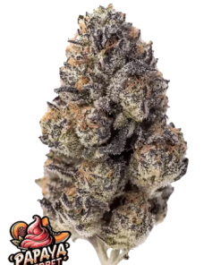 fastbuds papayasherbet