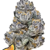 fastbuds rainbowmelon