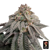 hash belt the grateful seeds
