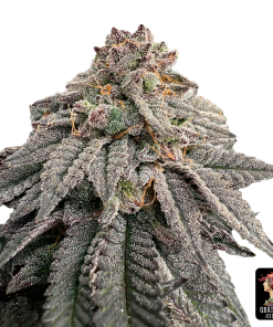 hash belt the grateful seeds