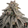 meat grinder the grateful seeds