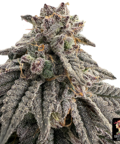 meat grinder the grateful seeds