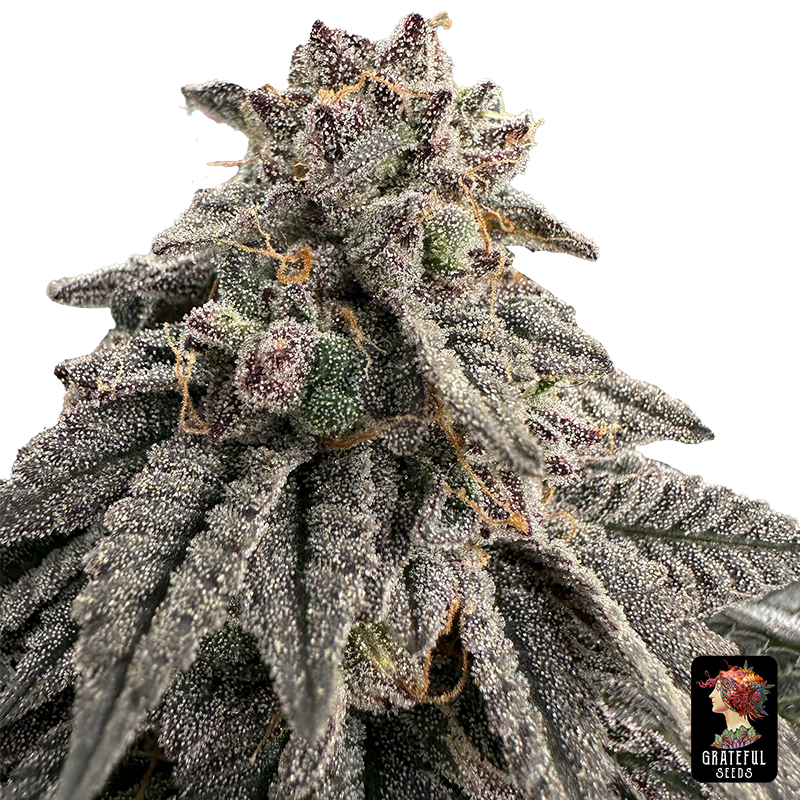 meat grinder the grateful seeds