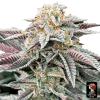 sour burger the grateful seeds