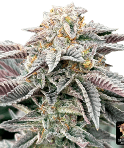 sour burger the grateful seeds