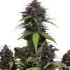 fb purplehazeauto