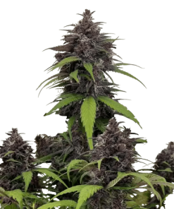 fb purplehazeauto