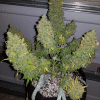 bearbush bear.bush mephisto genetics heisenberg special strain2 scaled