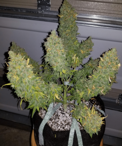 bearbush bear.bush mephisto genetics heisenberg special strain2 scaled