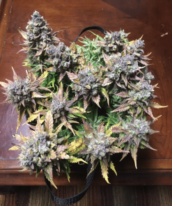 bearbush bear.bush mephisto genetics heisenberg special strain3