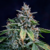 mephisto auto walterwhite