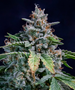 mephisto auto walterwhite