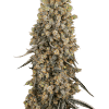 sensiseeds atomicbluedream
