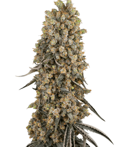 sensiseeds atomicbluedream