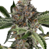 sensiseeds papayajealousy