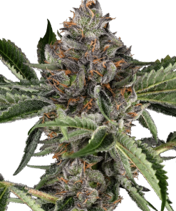 sensiseeds papayajealousy