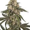 sensiseeds sunsetpeach