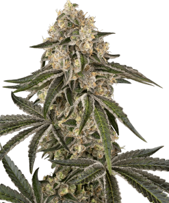 sensiseeds sunsetpeach