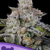 anesia auto chaoscake