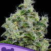 anesia auto dankberry