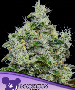anesia auto dankberry