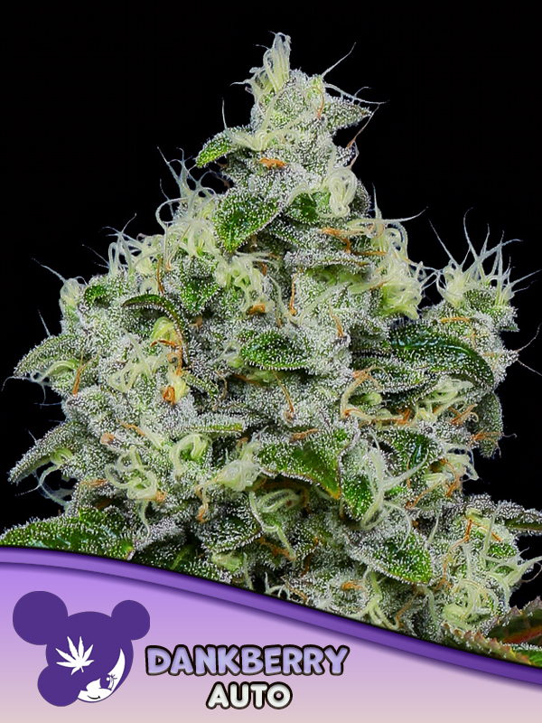 anesia auto dankberry