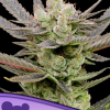 anesia auto glowberryrush