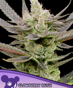 anesia auto glowberryrush