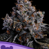 anesia auto grapepoprocks