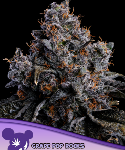 anesia auto grapepoprocks
