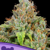 anesia auto stickyboof
