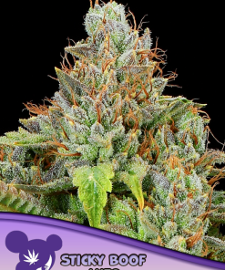 anesia auto stickyboof