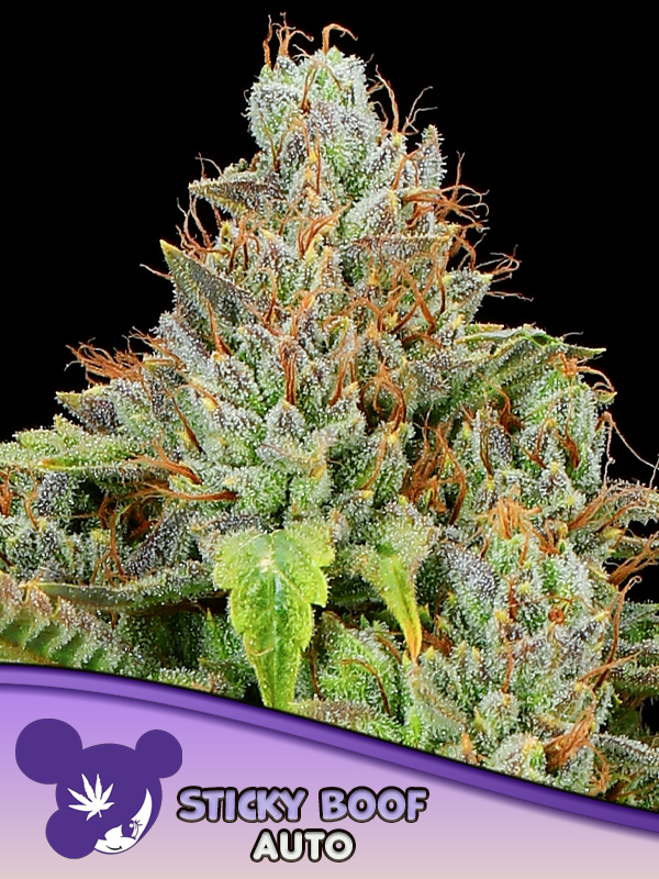 anesia auto stickyboof