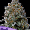 anesia fridayboof