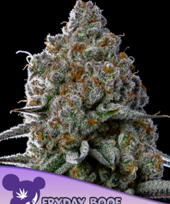 anesia fridayboof