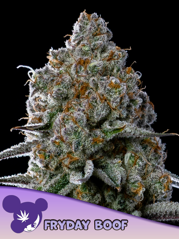 anesia fridayboof