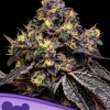 anesia glowberryrush