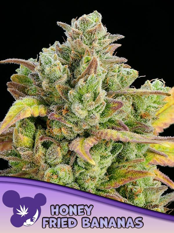anesia honeyfriedbanana