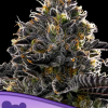 anesia purplelobster