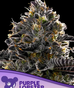 anesia purplelobster