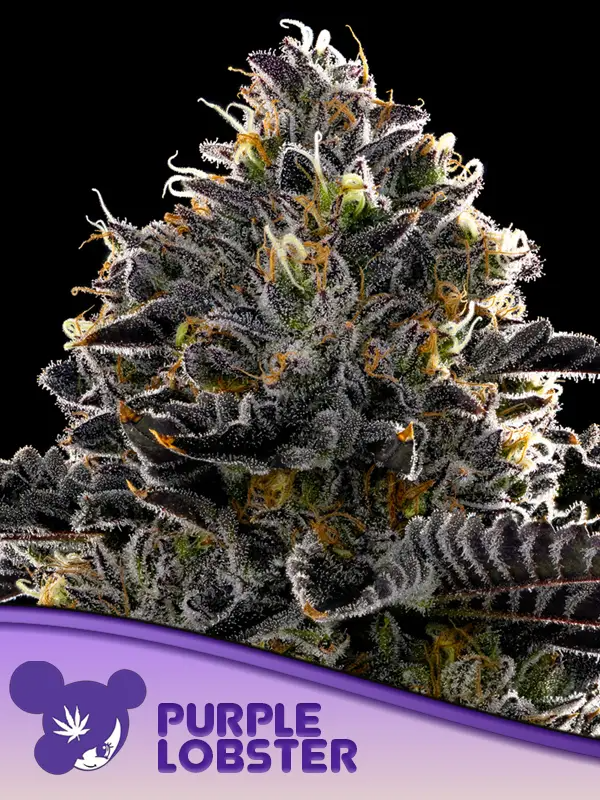 anesia purplelobster