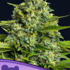 anesia stickyboof