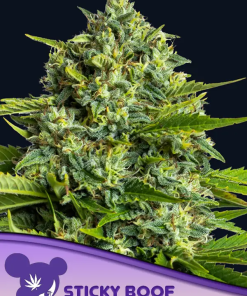 anesia stickyboof