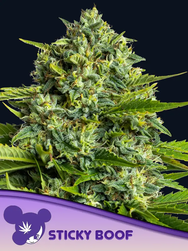anesia stickyboof